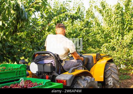 Vista posteriore di un agricoltore vestito di casuali seduto sul trattore con casse dietro i ciliegi verdi nel frutteto biologico nelle giornate di sole Foto Stock