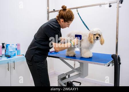 Vista laterale di una giovane donna professionale in uniforme nera con spazzola per rimuovere la pelliccia soffice mentre si spazzolano i peli di galletto americano in spaniel Foto Stock