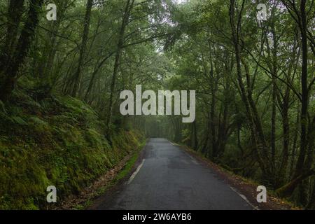 Stretta strada di campagna in mezzo a una lussureggiante foresta verde in condizioni di nebbia in Galizia Foto Stock