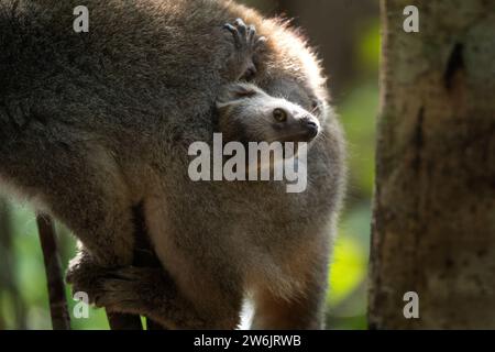 Lemure incoronato con bambino nella foresta. Gruppo di lemuri nella natura del Madagascar. Lemure grigio con testa marrone. Foto Stock