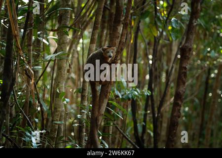 Lemure incoronato con bambino nella foresta. Gruppo di lemuri nella natura del Madagascar. Lemure grigio con testa marrone. Foto Stock