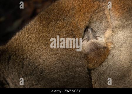 Lemure incoronato con bambino nella foresta. Gruppo di lemuri nella natura del Madagascar. Lemure grigio con testa marrone. Foto Stock