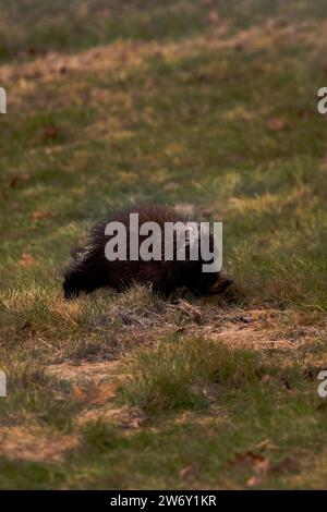 Porcupine nordamericana alla ricerca di cibo in un campo Foto Stock