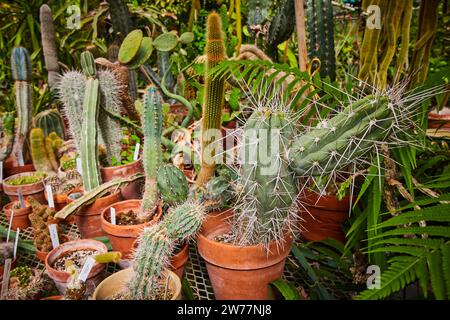 Vivace collezione di cactus e Succulents in pentole di terracotta Foto Stock