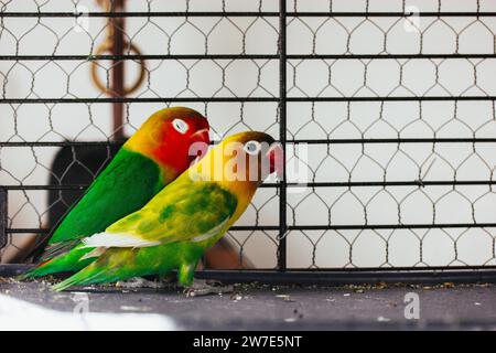 Due piccoli amorini insieme in una gabbia. Uccelli gialli e verdi innamorati. Pappagalli Nerosier Agapornis. Osservazione di uccelli selvatici, cura degli animali nello zoo. Famiglia aviaria Foto Stock