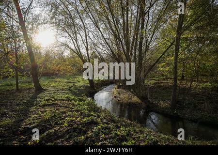 22.11.2023, Germania, Dortmund, Renaturalized Emscher in Dortmund Aplerbeck. Il fiume fu trasformato in un wat quasi naturale Foto Stock