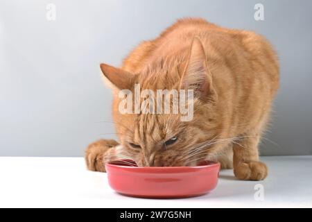 Primo piano del gatto dello zenzero che inizia a mangiare cibo per gatti su un piatto di ceramica rossa. Immagine orizzontale con messa a fuoco selettiva. Foto Stock