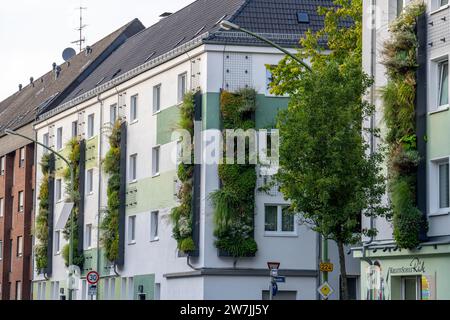 Facciate greening su condomini, su Gladbecker Strasse, B224, per filtrare gli ossidi di azoto e le particelle di polvere fine dall'aria, arrampicarsi sulle vigne, fluire Foto Stock