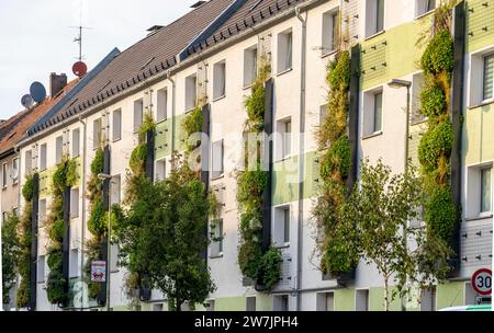 Facciate greening su condomini, su Gladbecker Strasse, B224, per filtrare gli ossidi di azoto e le particelle di polvere fine dall'aria, arrampicarsi sulle vigne, fluire Foto Stock