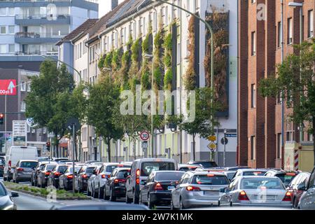 Facciate greening su condomini, su Gladbecker Strasse, B224, per filtrare gli ossidi di azoto e le particelle di polvere fine dall'aria, arrampicarsi sulle vigne, fluire Foto Stock