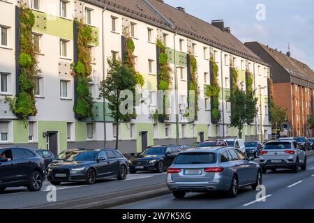 Facciate greening su condomini, su Gladbecker Strasse, B224, per filtrare gli ossidi di azoto e le particelle di polvere fine dall'aria, arrampicarsi sulle vigne, fluire Foto Stock