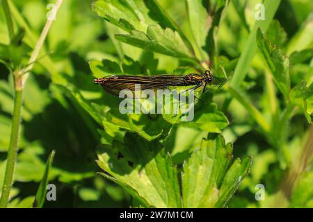 Una donna Common Blue Damselfly (Enallagma cyathigerum), Inghilterra, Regno Unito Foto Stock