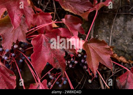 Grappolo di foglie di edera e frutti in autunno. Foto frontale, e dettaglio, autunno, vino rosso, sfere, rami verdi Foto Stock