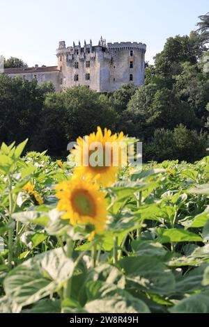 Campo di girasoli in fiore di fronte al Château de la Chapelle-Faucher nel Périgord Vert. Storia, architettura, patrimonio e turismo. La Chapelle Foto Stock