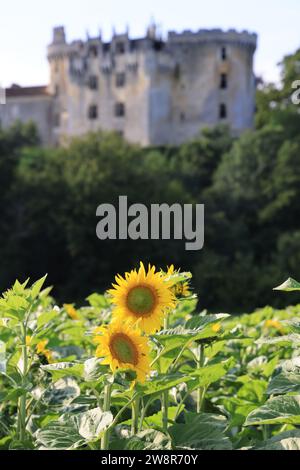 Campo di girasoli in fiore di fronte al Château de la Chapelle-Faucher nel Périgord Vert. Storia, architettura, patrimonio e turismo. La Chapelle Foto Stock