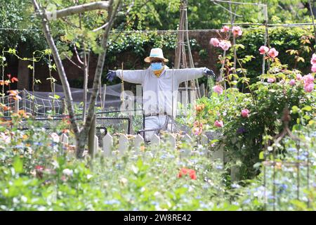 Uno spaventapasseri in un giardino soleggiato, che indossa una maschera medica, un cappello da barca in paglia, bandana, guanti e occhiali da sole Foto Stock