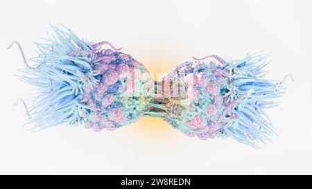 Ingrandimento di una divisione cellulare cancerogena. Le mutazioni nei geni possono causare il cancro accelerando i tassi di divisione cellulare o inibendo i normali controlli Foto Stock