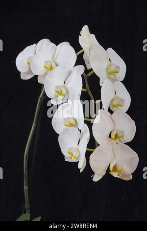 Orchidea bianca Phalaenopsis in piena fioritura Foto Stock