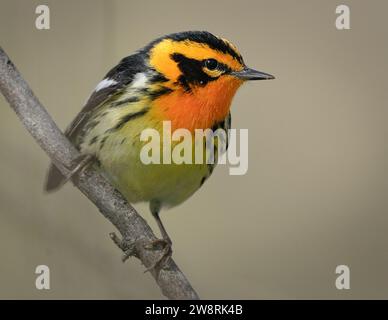 Parula nera che si appollora su un ramo che pulisce il piumaggio ils dopo la migrazione primaverile Foto Stock