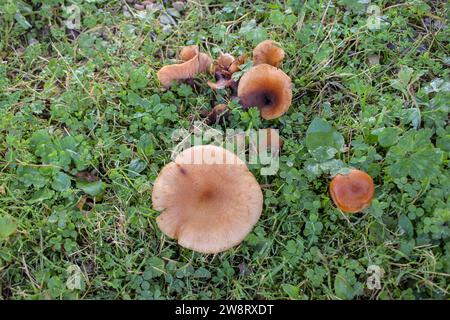 Fungo in un campo sulle montagne di Vilacampa, in Spagna Foto Stock