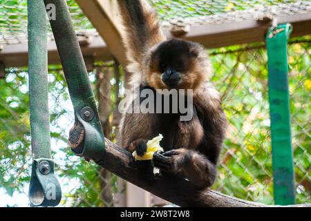 gibbon dalle guance gialle, Nomascus gabriellae Foto Stock