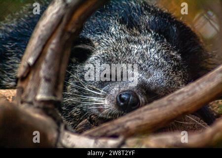 Binturong dormiente, Arctictis binturong, noto anche come bearcat, che fa un pisolino Foto Stock