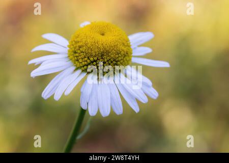 Bella luce dorata del mattino estivo nel bokeh di una graziosa margherita bianca con petali bianchi chiamati florets di ray e un centro giallo a St. Paul, Minn Foto Stock