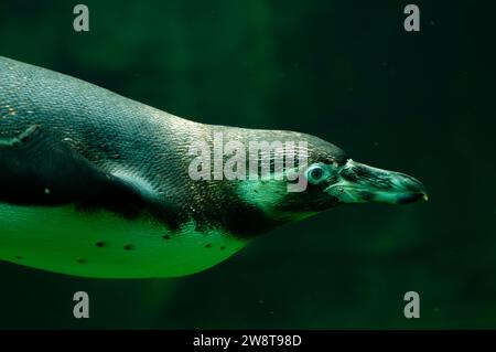 Il pinguino Humboldt o spheniscus humboldti sta nuotando e giocando in acqua Foto Stock