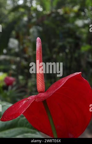 Vista laterale verticale di uno spadix di Anthurium che si è innalzato su un fiore rosso di Anthurium Foto Stock