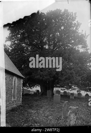 Yew Tree nel cortile della chiesa di Gwytherin Foto Stock