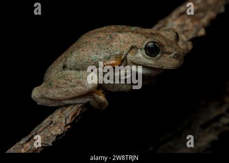 Macro primo piano della Litoria peronii (Peron's Tree Frog) che sale su un ramo. Dimbula, Victoria, Australia Foto Stock