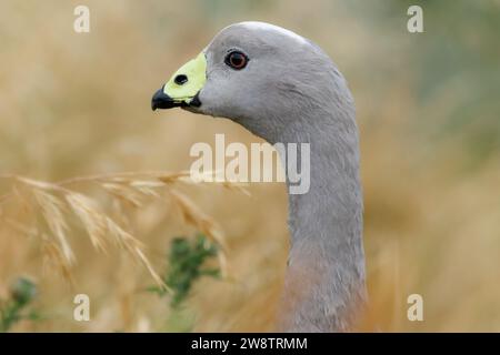 Cape Barren Goose (Cereopsis novaehollandiae). Phillip Island, Victoria, Australia Foto Stock