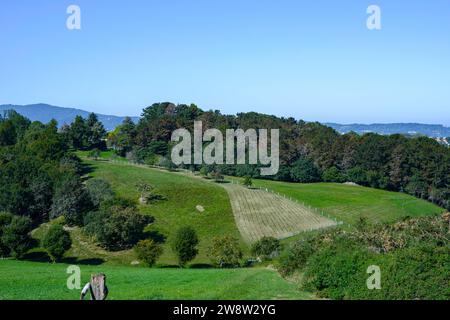 prato sul fianco di una piccola collina, con erba verde, pascolo per bovini, sullo sfondo il bordo della pineta verde, Foto Stock
