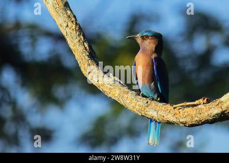 splendido uccello, rullino indiano (coracias benghalensis) arroccato su un ramo di un albero, foresta tropicale nel bengala occidentale, india Foto Stock