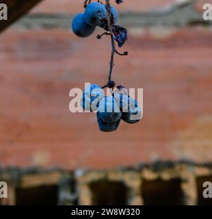 Un magro grappolo di uve secche da vino nero dimenticate, sparse sullo sfondo sfocato di mattoni rossastri." Vendemmia, vino, grappolo. Foto Stock