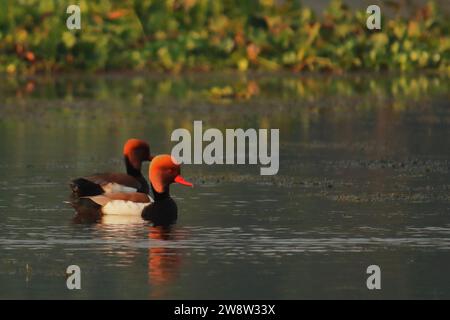 gregge di bellissime paperelle a cresta rossa (netta rufina), uccelli migratori al chupir char o al santuario degli uccelli purbasthali nel bengala occidentale, india Foto Stock