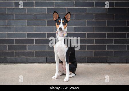 Basenji di razza canina seduto di fronte a un muro di mattoni. Foto Stock