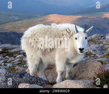 primo piano di una capra di montagna che pascolava al crepuscolo nella tundra alpina vicino alla cima del monte evans, colorado Foto Stock