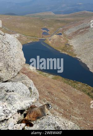 una marmotta dalle decorazioni gialle che poggia su massi di granito lungo il sentiero escursionistico sopra il lago sommitale sul monte spalding, vicino al monte evans, colorado Foto Stock