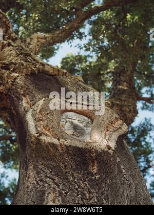 Immagine ravvicinata di un enorme albero di quercia sardo, che enfatizza una caratteristica cavità presso il sito di un ramo potato. Vista verticale da bene Foto Stock