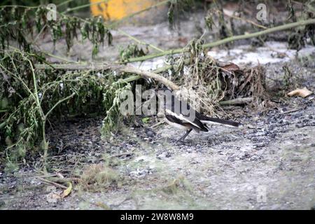 Femmina Oriental Magpie Robin (Copsychus saularis) in cerca di cibo : (pix Sanjiv Shukla) Foto Stock