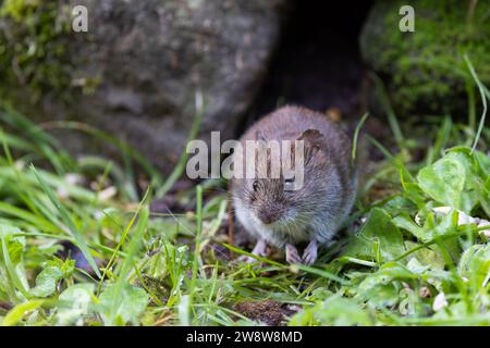 Banca Vole [ Myodes glareolus ] in un muro di pietra a secco Foto Stock