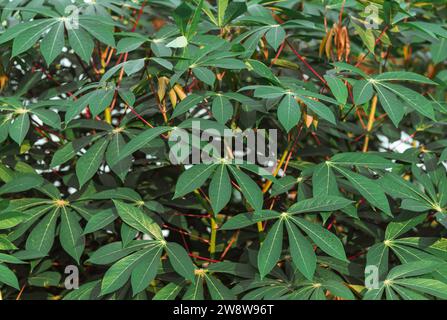 Cassava nel campo. La manioca è una coltura alimentare tropicale e la coltura più adatta quando il clima cambia Foto Stock