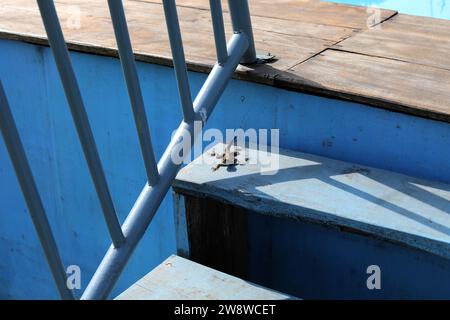 Lucertola raffigurata sui gradini di una piscina a Freetown, Sierra Leone, Africa. Foto Stock