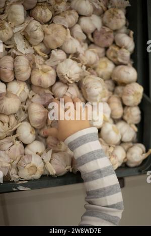 Il bambino prende l'aglio. La mano di un bambino prende una testa d'aglio. Comprare verdure. Una verdura sana. Foto Stock