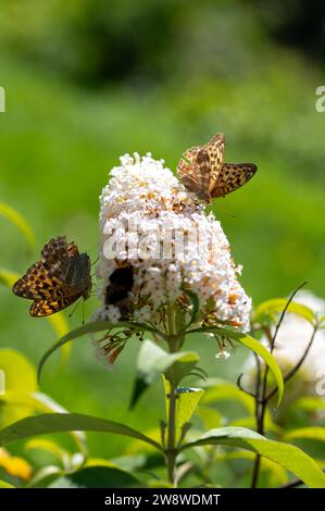 Farfalla "Emperor Mantle" (Argynnis paphia) sulla buddleia bianca nella natura verde Foto Stock