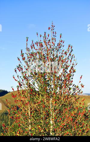 L'holly (Ilex aquifolium) con i suoi rami carichi di bacche rosse e cielo blu. Foto Stock