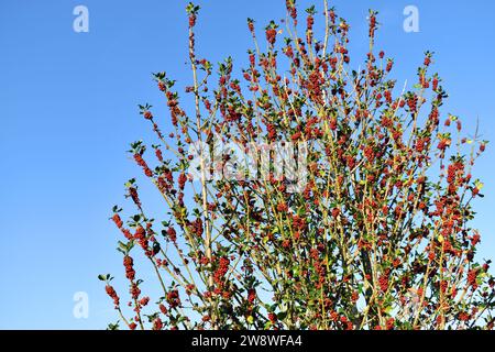 L'holly (Ilex aquifolium) con i suoi rami carichi di bacche rosse e cielo blu. Foto Stock