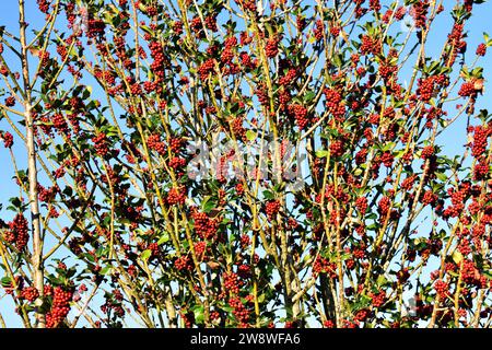 L'holly (Ilex aquifolium) con i suoi rami carichi di bacche rosse e cielo blu. Foto Stock