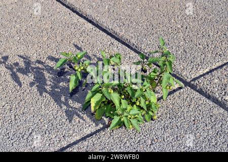 Il nightshade nero europeo (Solanum nigrum) cresce tra le lastre di cemento di una città Foto Stock